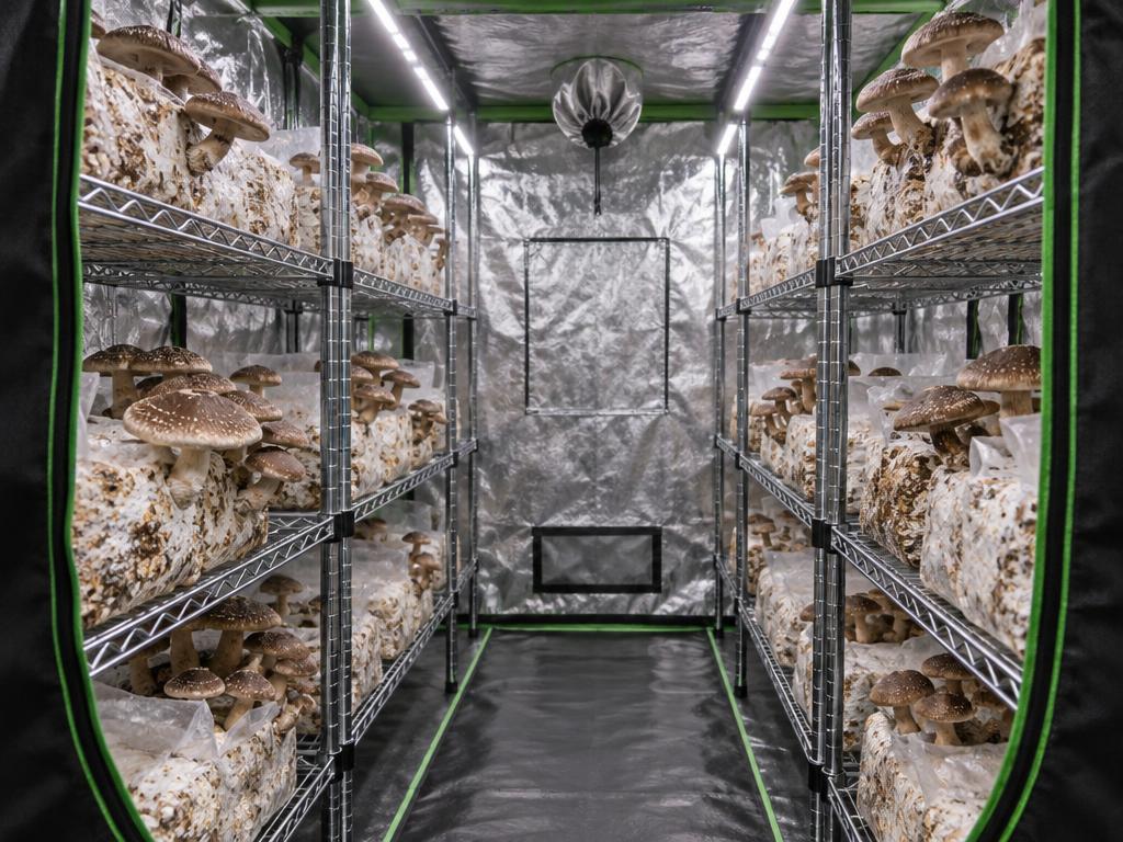 Shiitake (Lentinula edodes) en culture sur substrat